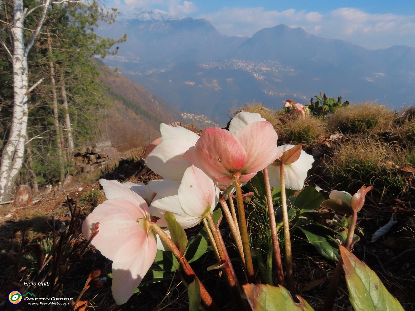 26 Helleborus niger (Ellebori) in piena fioritura con vista in Alben e Suchello.JPG